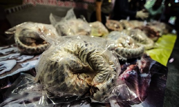 Indonesia seizes hundreds of frozen pangolins 